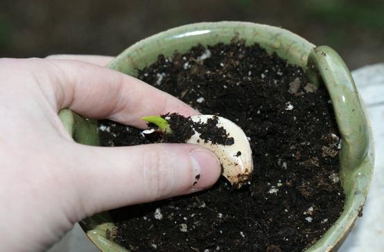 Plant your garlic for more garlic